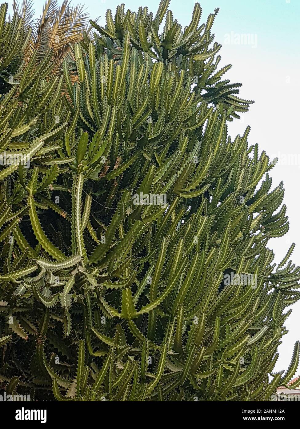 Arbre énorme cactus close up. Des plantes tropicales Photo Stock - Alamy