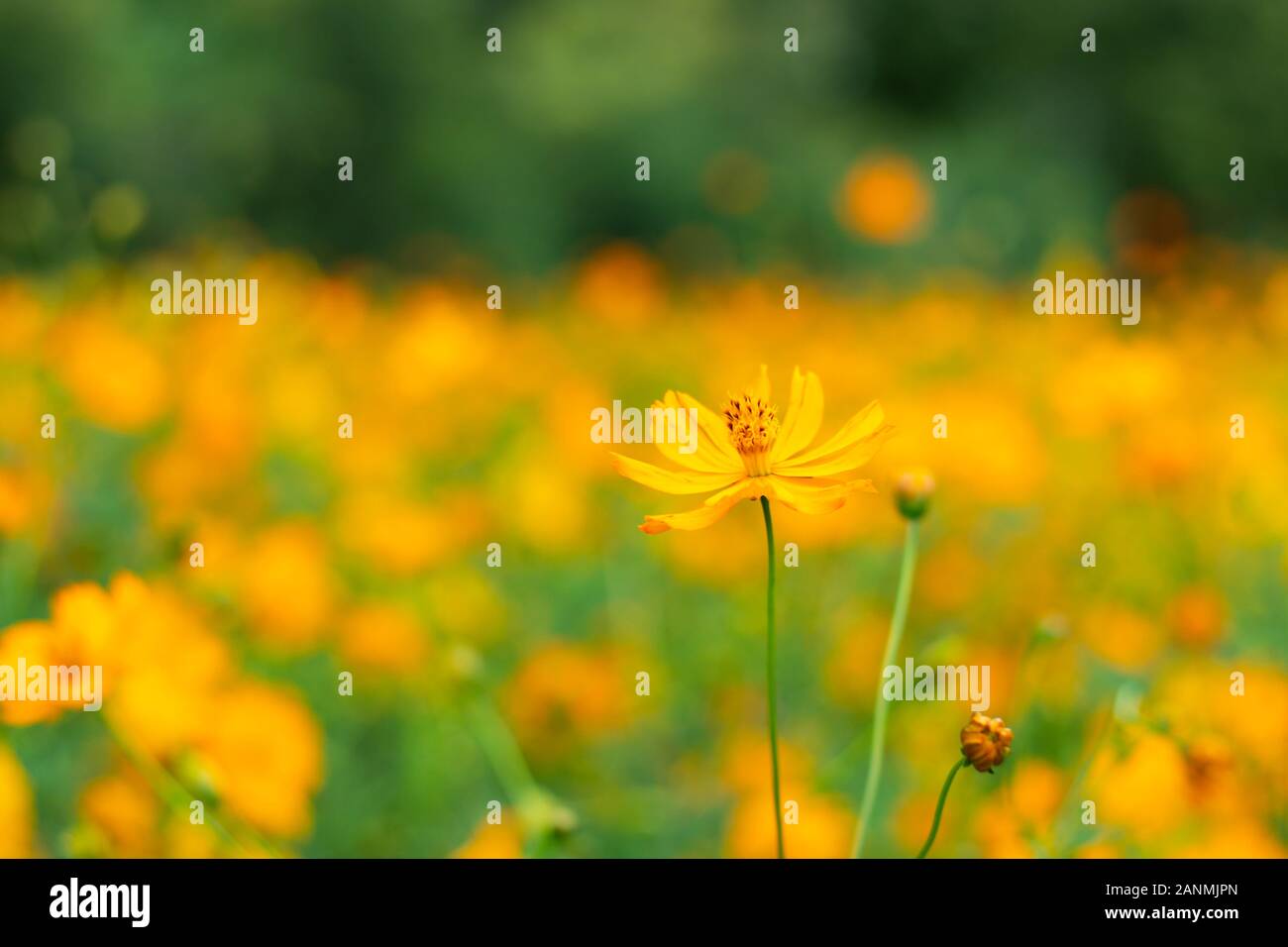 Yellow Cosmos sulphureus Cav. dans jardin. Banque D'Images