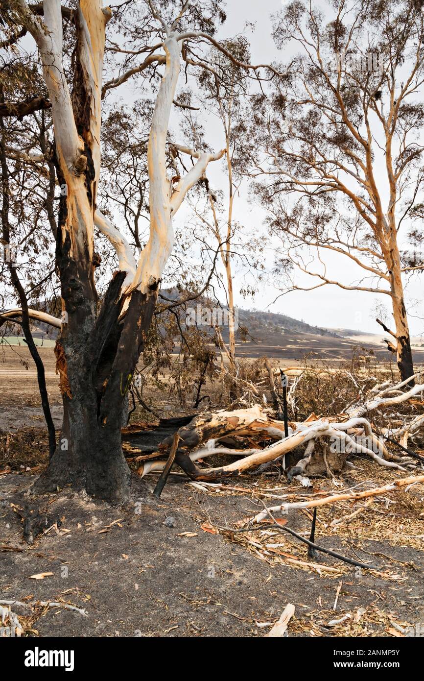 Lexton Australie / Lendemain de brousse en Australie Victoria Lexton. Les récents incendies entourant Lexton en milieu rural Victoria a consumé plus de 2700 hec Banque D'Images