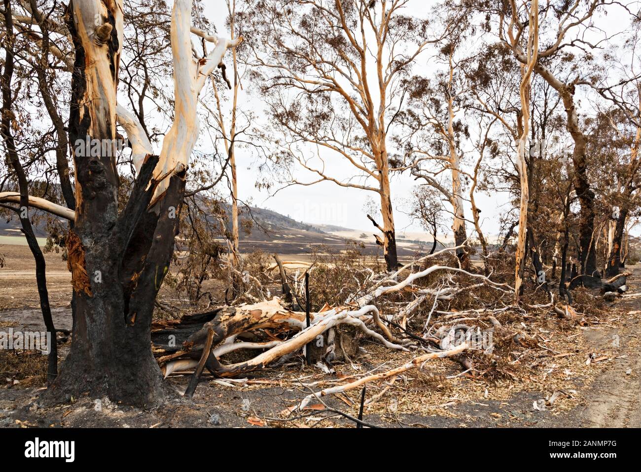 Lexton Australie / Lendemain de brousse en Australie Victoria Lexton. Les récents incendies entourant Lexton en milieu rural Victoria a consumé plus de 2700 hec Banque D'Images