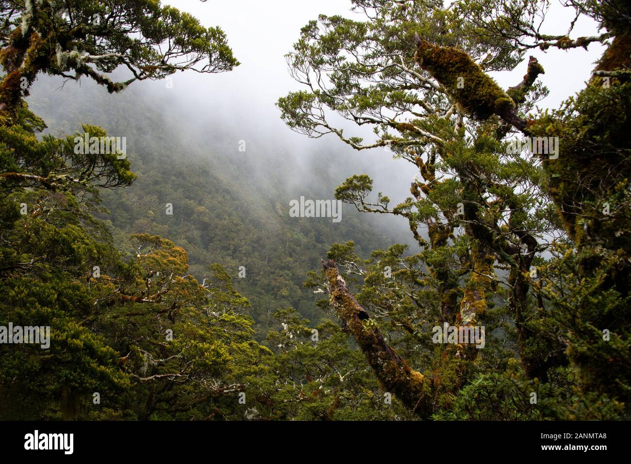 Mist rouler dans la vallée profonde sur le Milford Track Banque D'Images