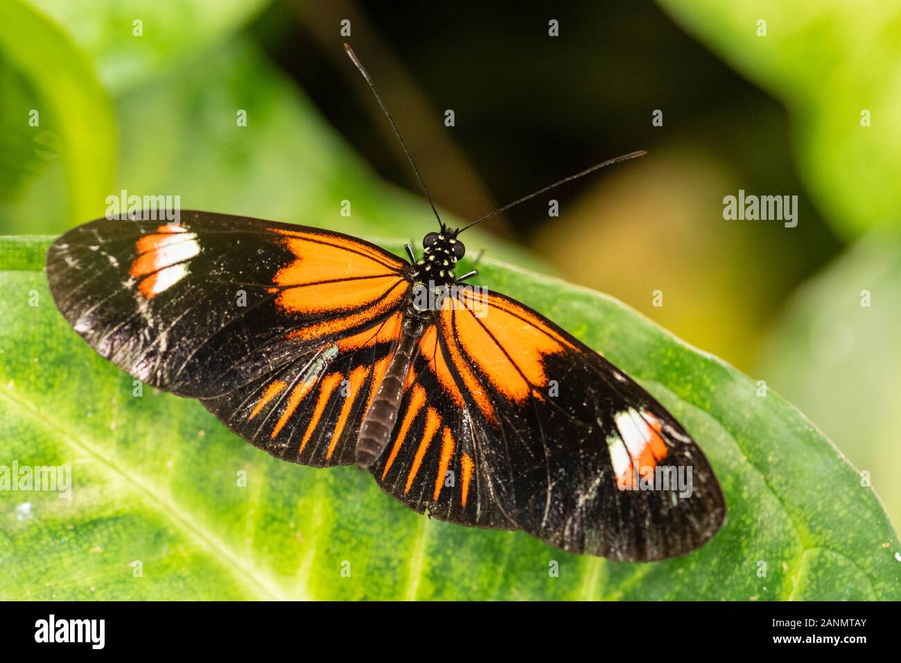Facteur commun - Heliconius melpomene, brushfoot couleur magnifique papillon de prairies et forêts d'Amérique centrale, au Mexique. Banque D'Images