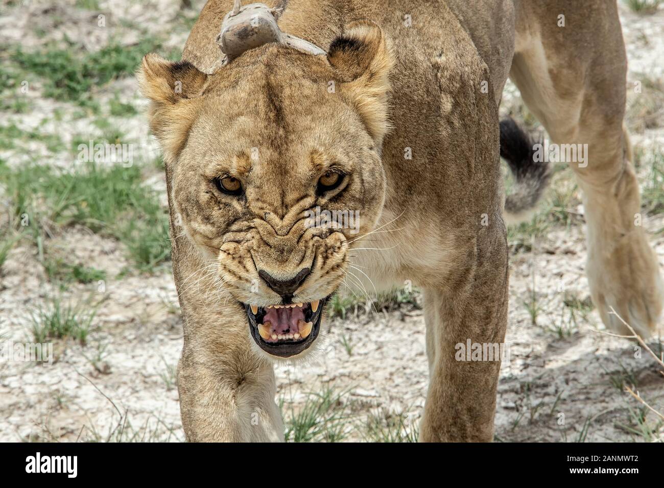 Un lion en colère grondant et baring teeth dans le parc d'Etosha Banque D'Images