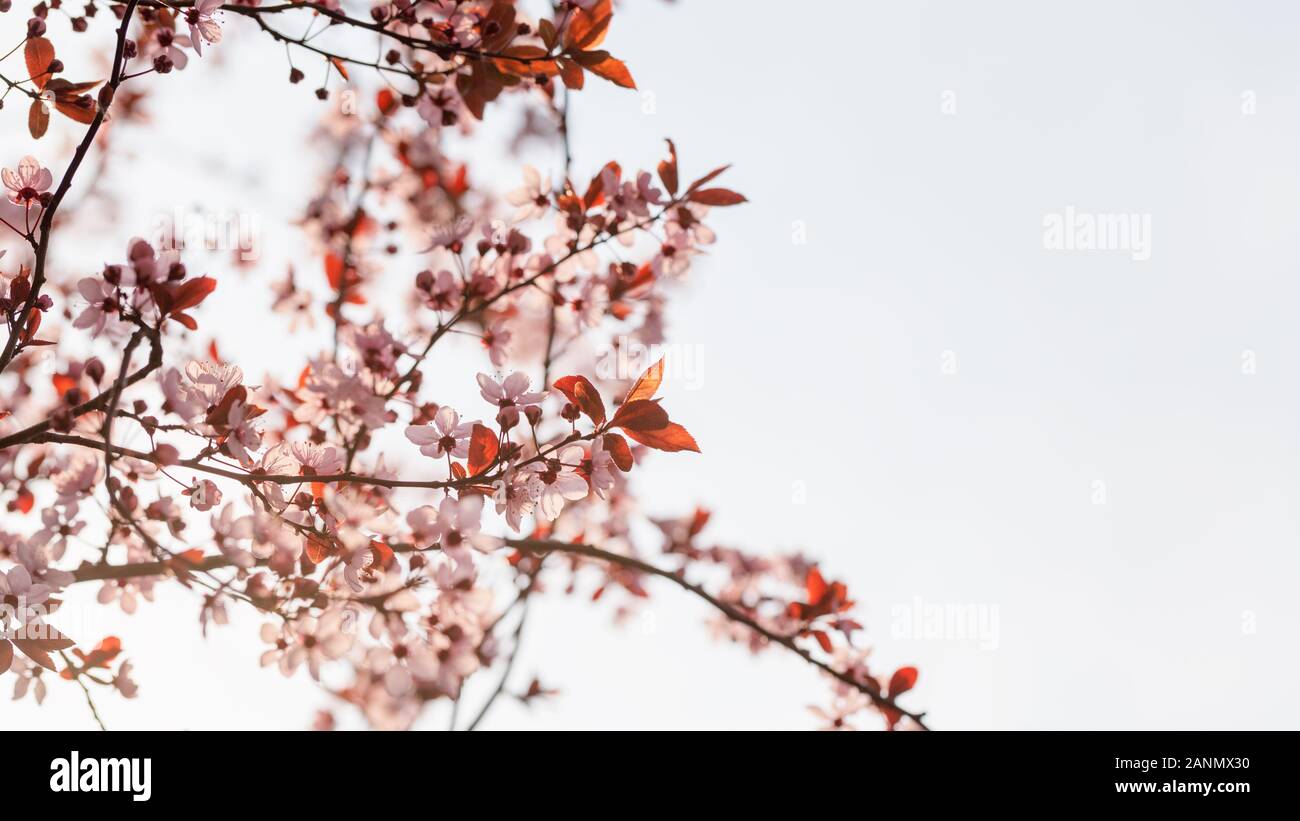 Arrière-plan de printemps. Petites fleurs sur la branche dit que le printemps arrive. Banque D'Images