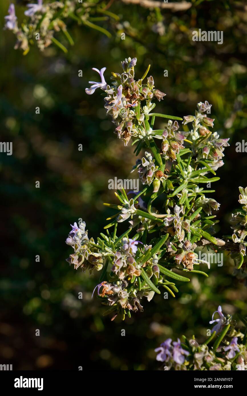 Plante en fleurs de romarin (Rosmarinus officinalis). Les montagnes de Mijas, Costa del Sol. La province de Malaga, dans le sud de l'Andalousie. Espagne Europe Banque D'Images