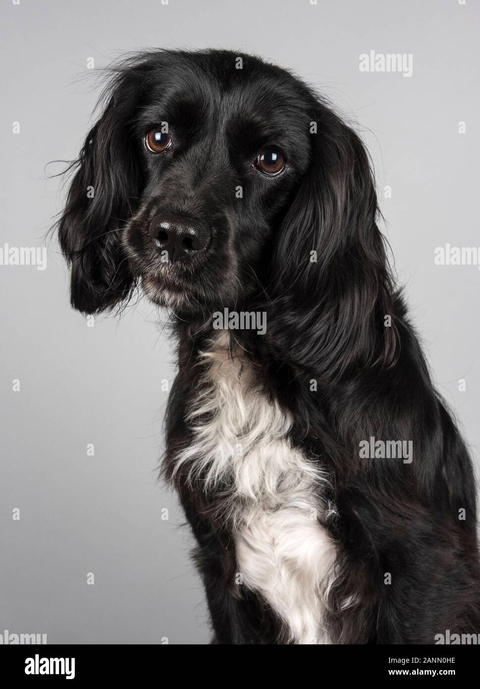 Cocker spaniel croisé Banque de photographies et d'images à haute  résolution - Alamy