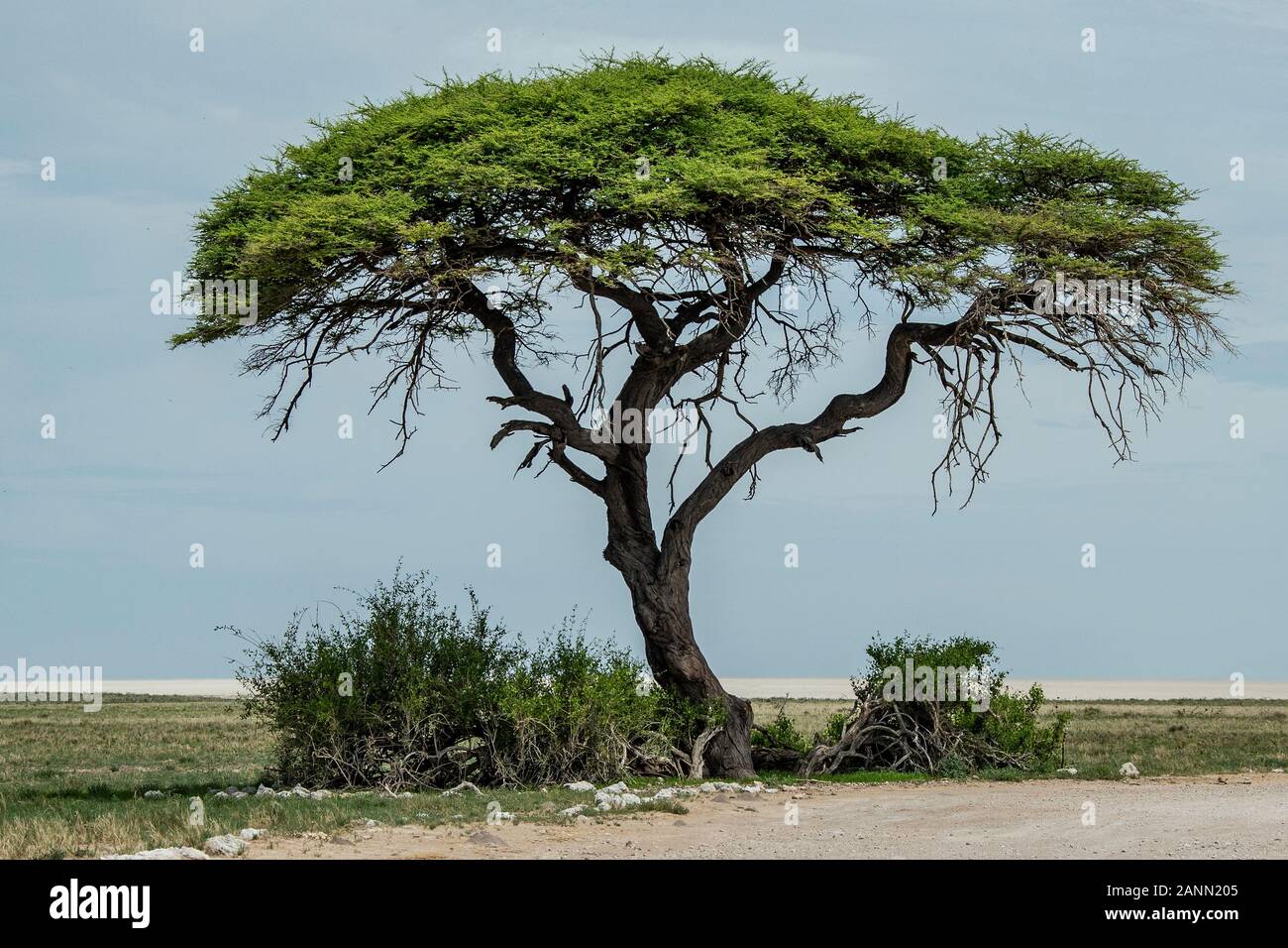 Camelthorn arbre avec d'Etosha derrière elle. Banque D'Images
