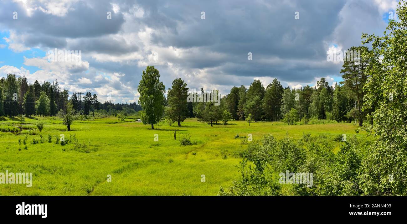 Une inondation prairie envahie par les arbres et arbustes. Banque D'Images