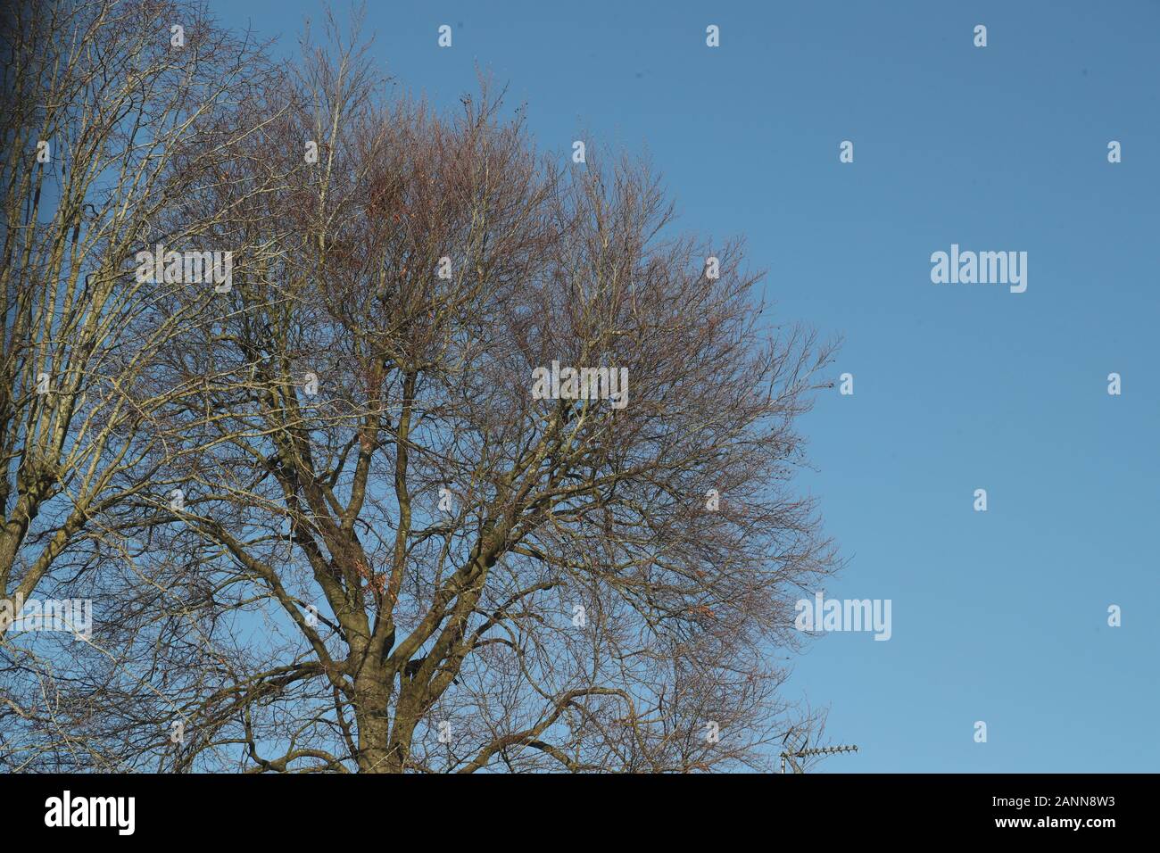 Arbre sans feuilles contre le ciel bleu Banque D'Images