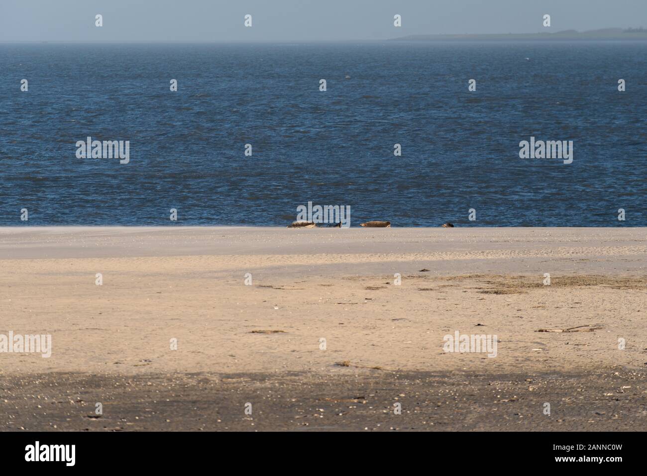 Les phoques sur la plage d'Amrum en Allemagne Banque D'Images