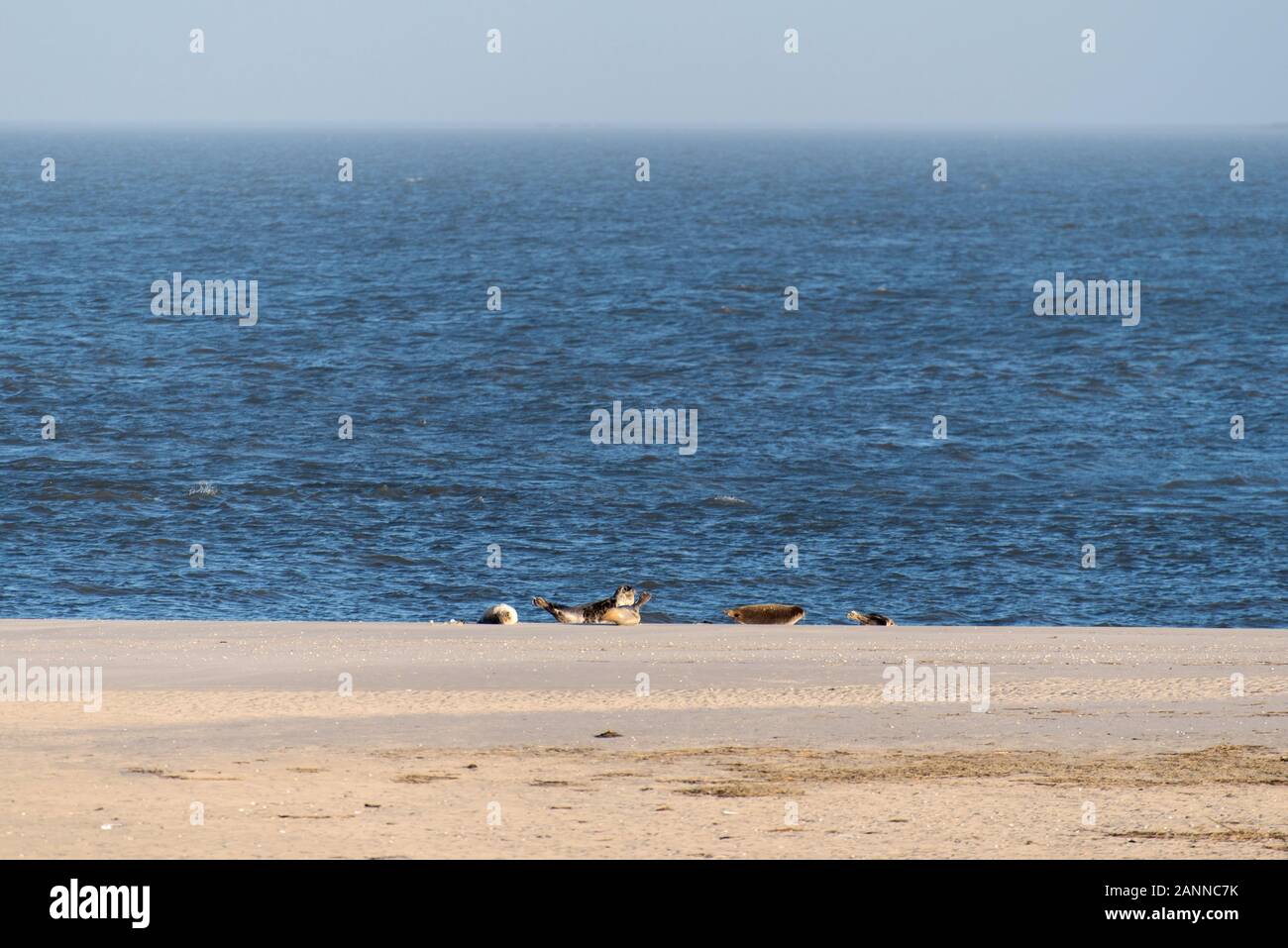 Les phoques sur la plage d'Amrum en Allemagne Banque D'Images