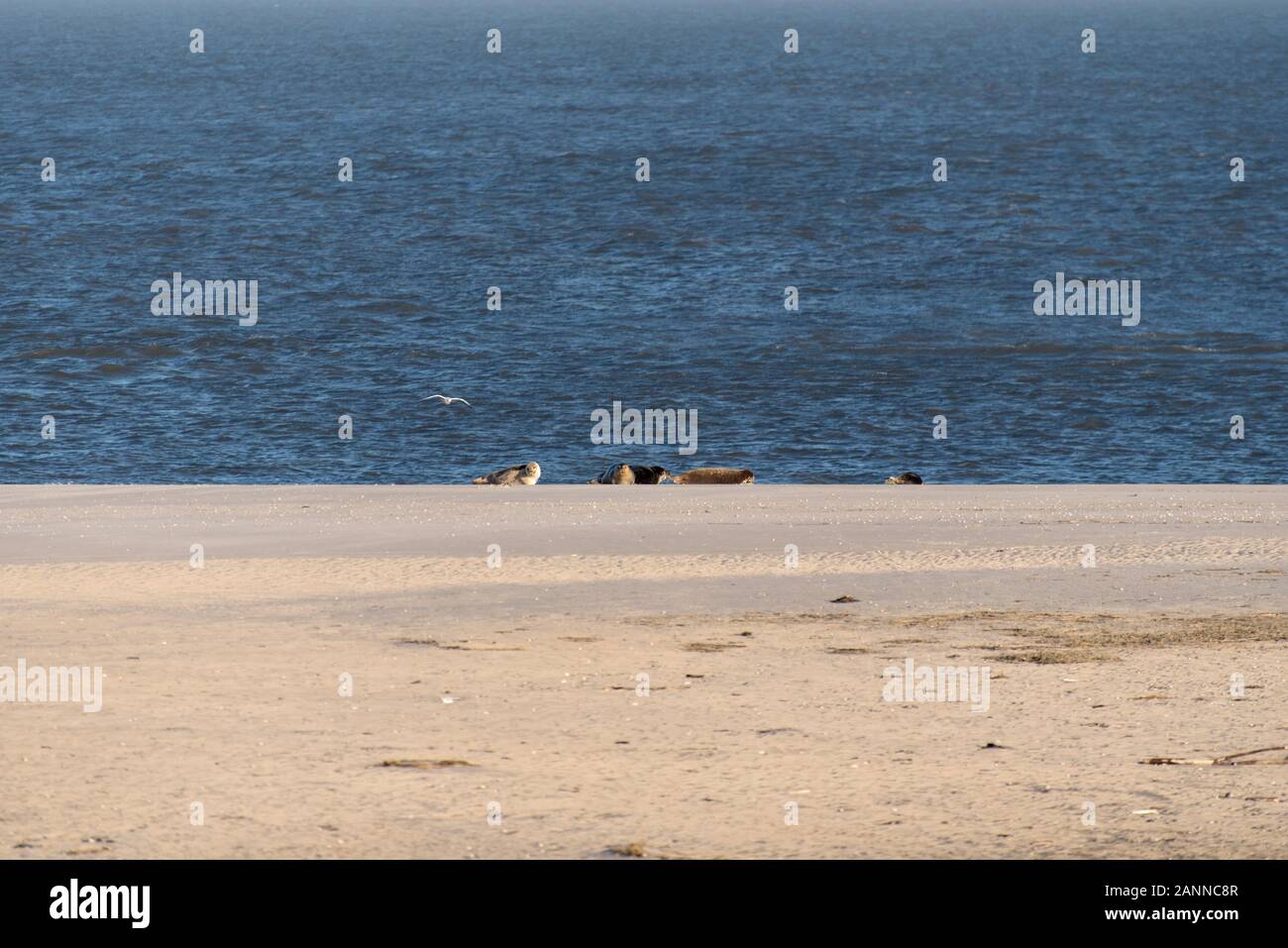 Les phoques sur la plage d'Amrum en Allemagne Banque D'Images