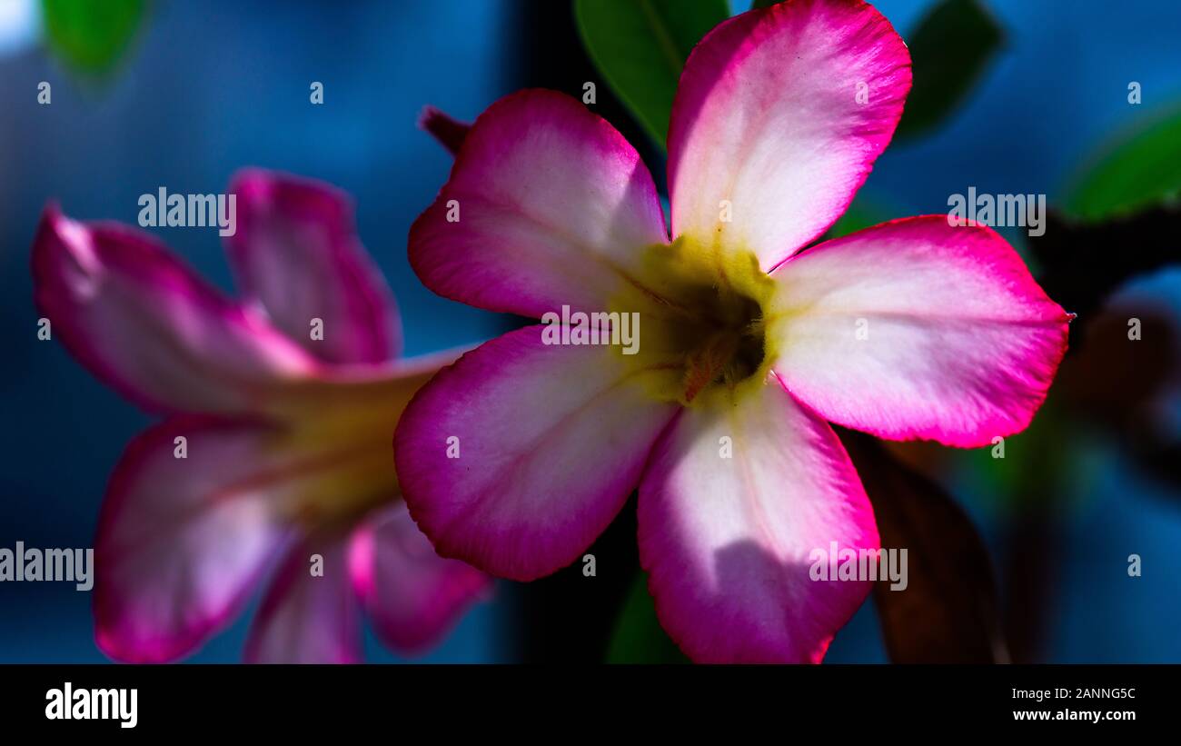 Fleur d'Adenium en fleur Banque D'Images