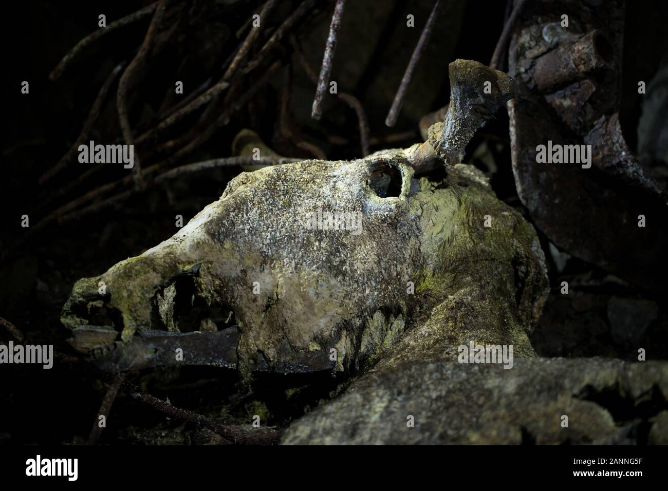 Un orignal momifiés morts dans un ancien bunker militaire Banque D'Images