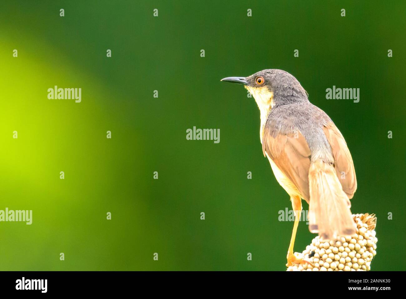 Hashy prinia closeup - un oiseau du sous-continent indien Banque D'Images