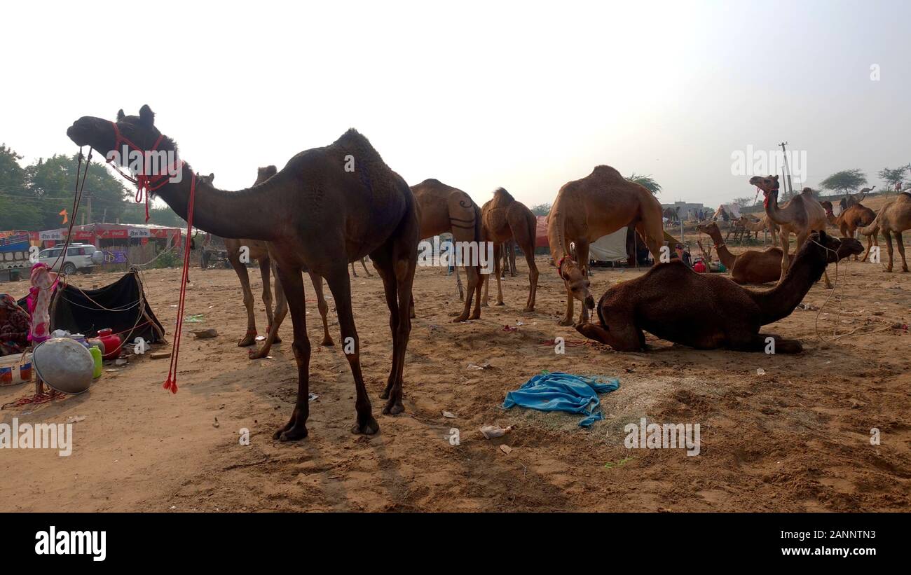 Chameaux à la foire de Pushkar. Rajasthan, Inde, Novembre 2019 Banque D'Images