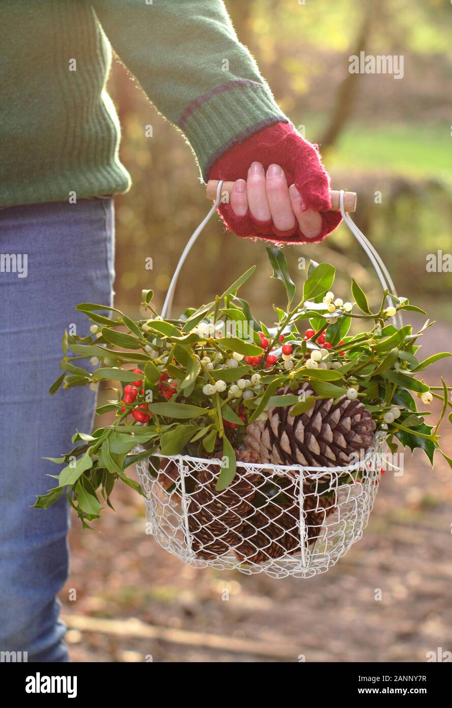 La collecte des décorations de Noël naturelles - le gui, le houx et des pommes de pin - en à un panier en fin d'après-midi, soleil d'hiver. UK Banque D'Images