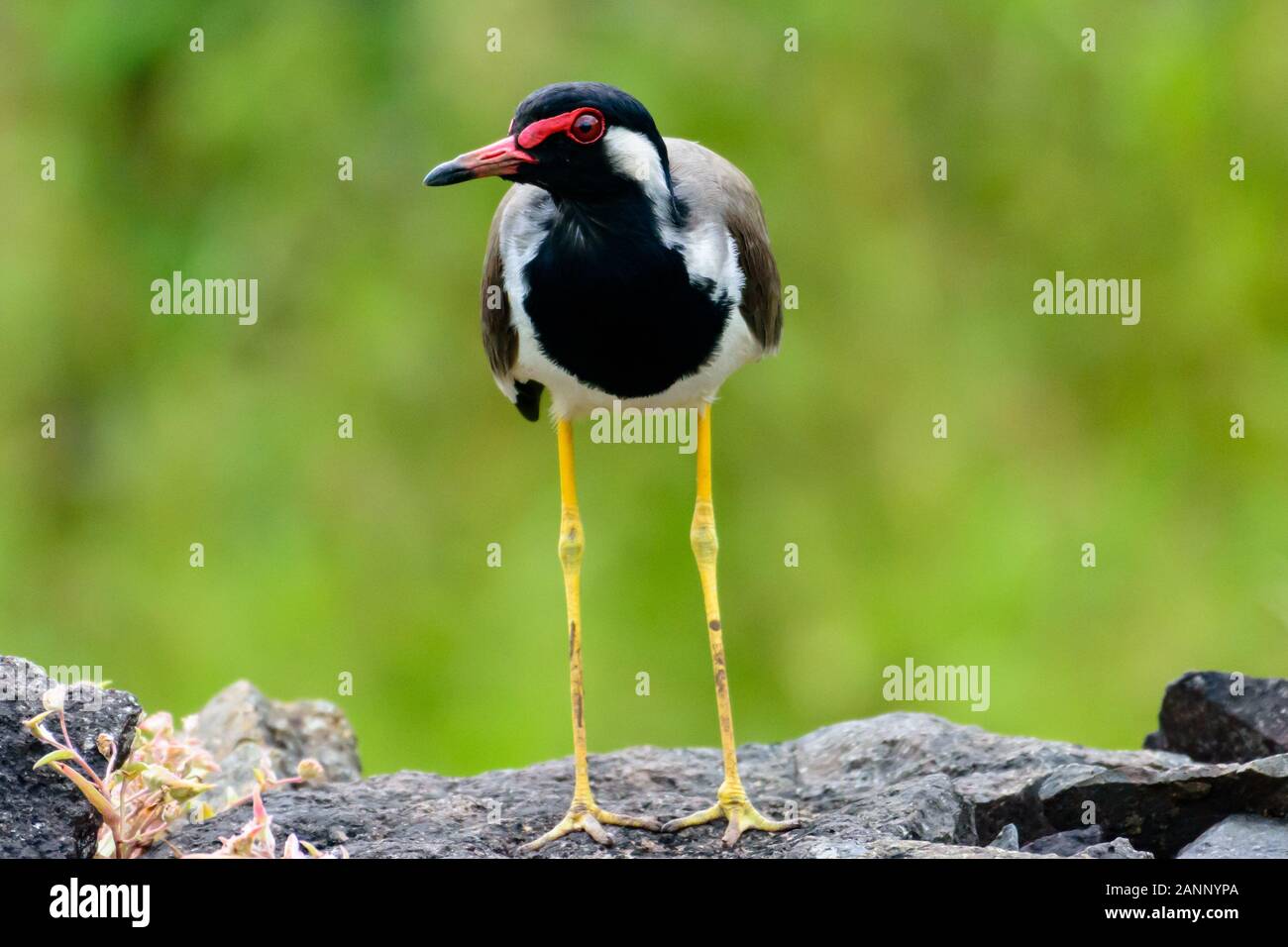 lapwing à puissance rouge - un oiseau du sous-continent indien Banque D'Images