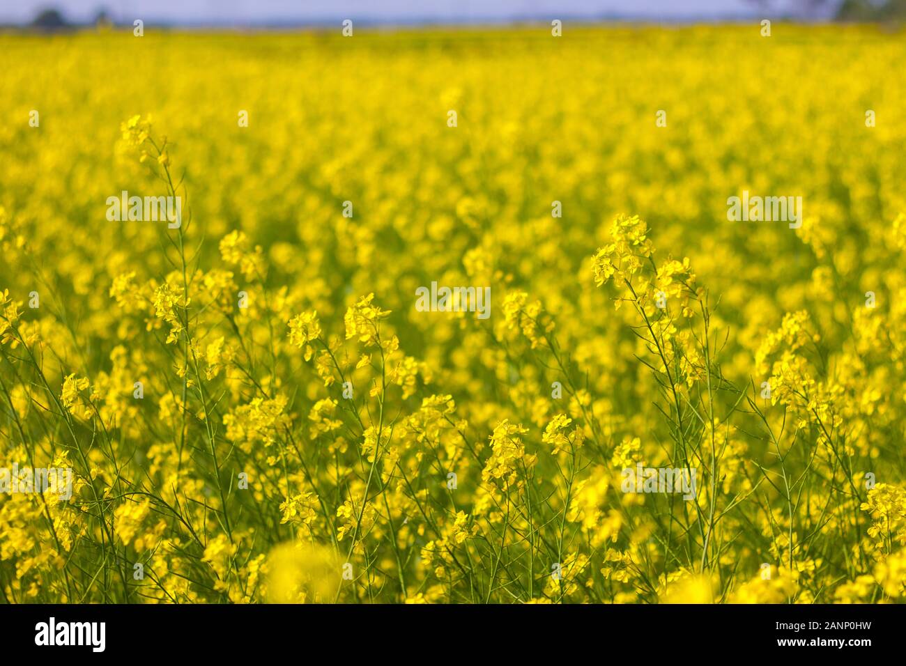 foyer sélectif du champ de fleurs de moutarde jaune Banque D'Images