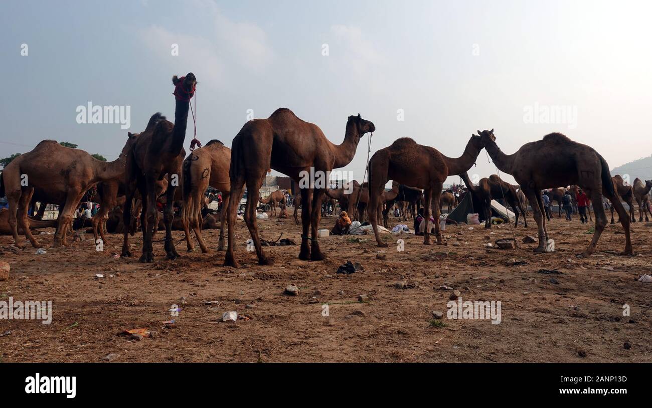 Chameaux à la foire de Pushkar. Rajasthan, Inde, Novembre 2019 Banque D'Images