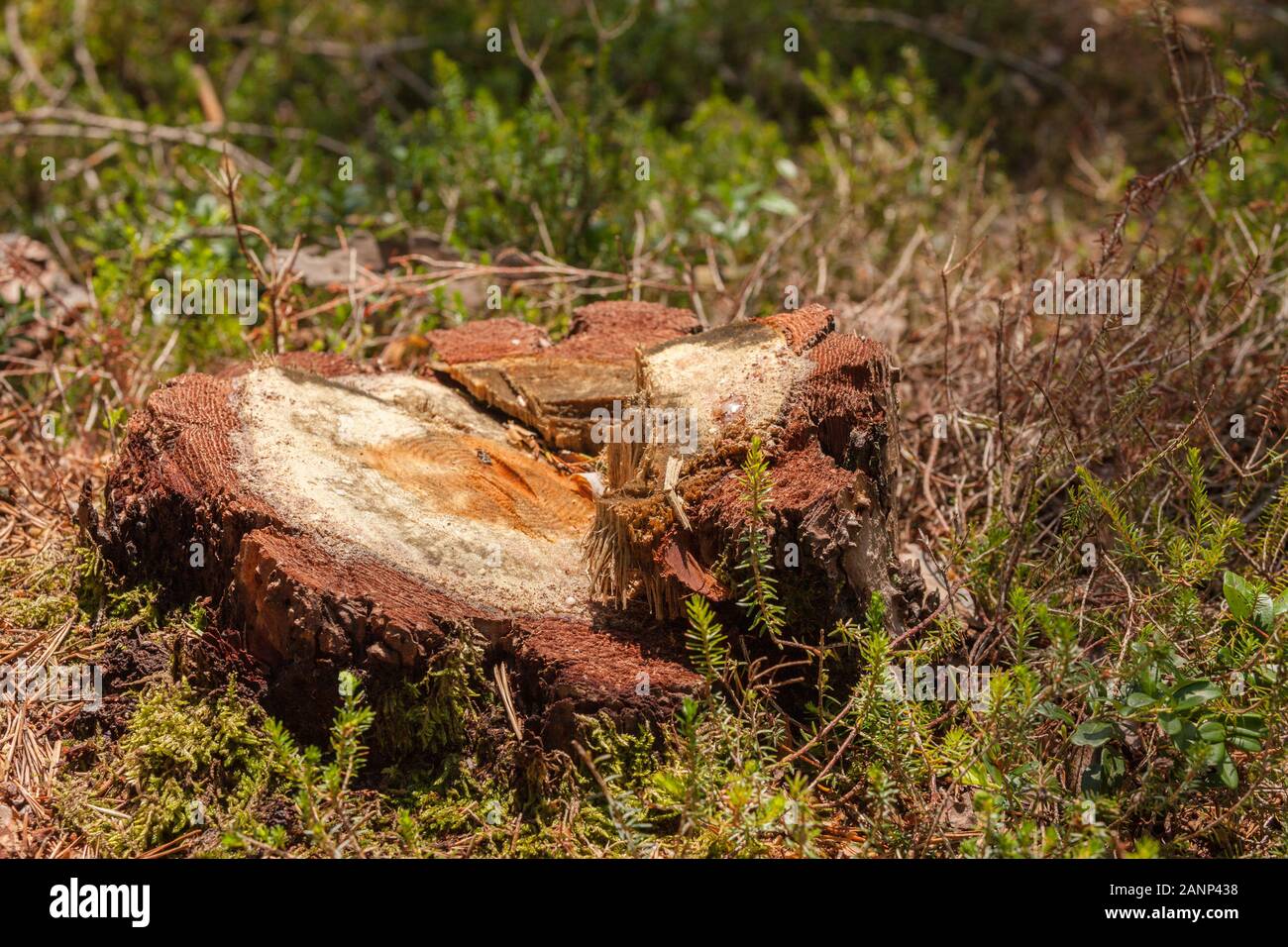 La déforestation contrôlée à l'intérieur d'une forêt italien. Coupe transversale d'un jeune arbre de pin Banque D'Images