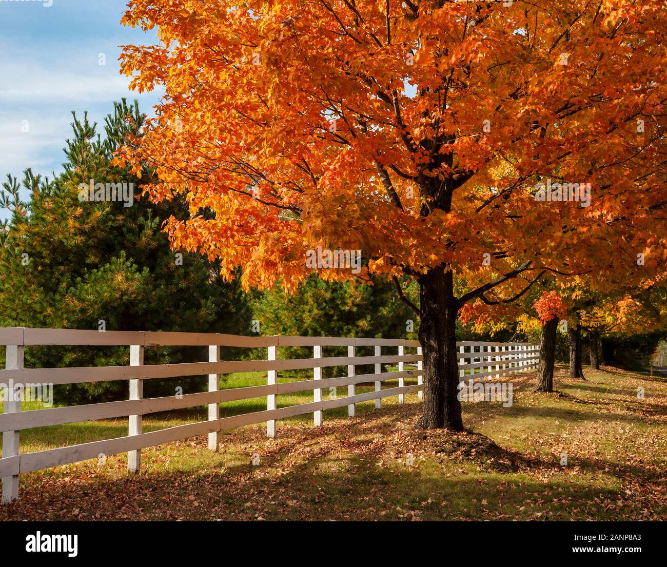 Clôture blanche et érable à sucre sur une ferme dans le canton de