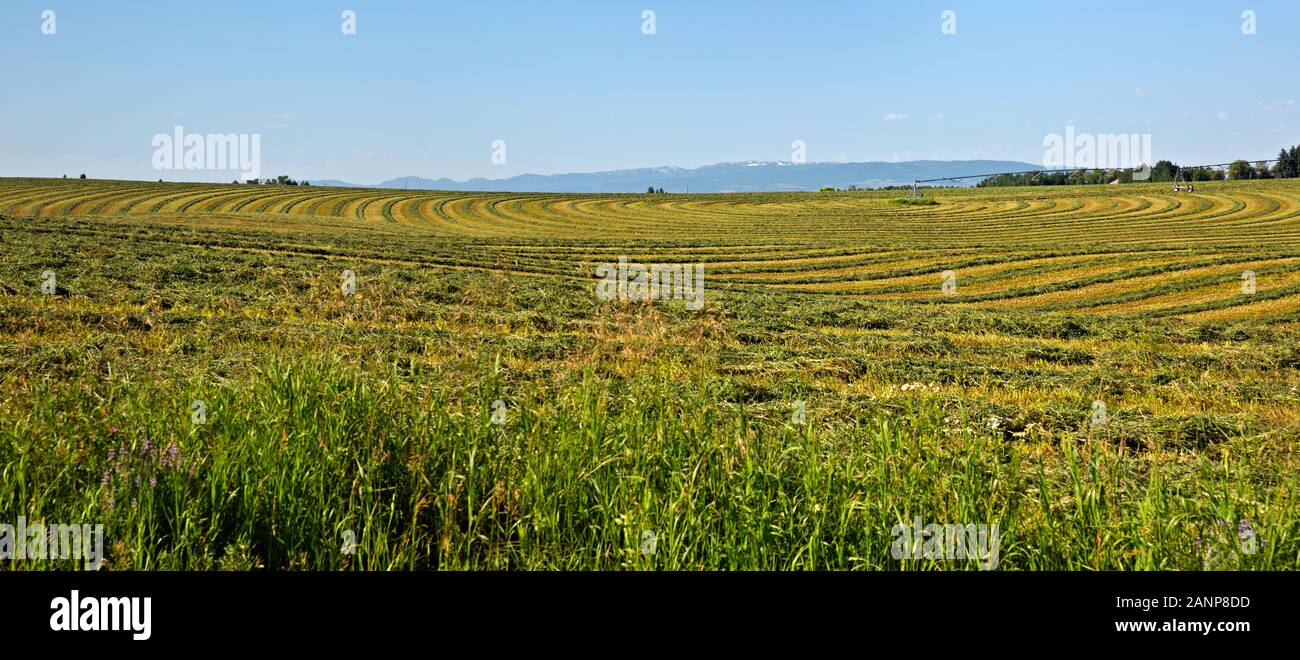 ID00791-00...NEW YORK - La tendance de la récolte dans un champ de blé près de Ashton. Banque D'Images
