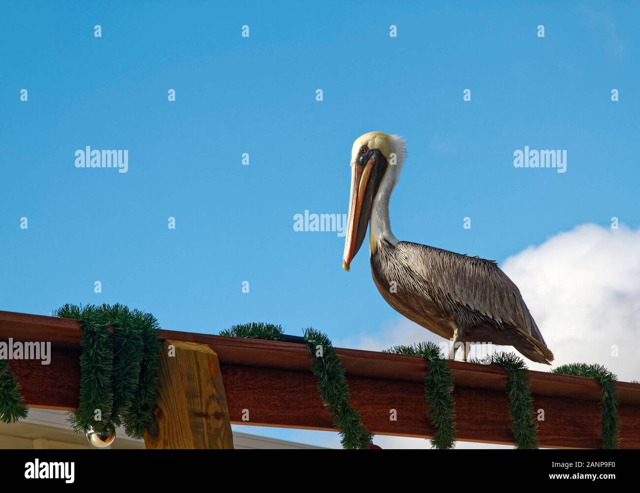American Pélican brun Pelecanus occidentalis,, grand oiseau, long bec, assis sur un quai rambarde, faune, animaux, décorations de Noël, l'Orange River ; Banque D'Images