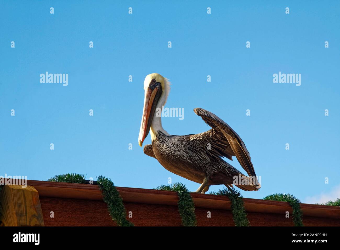 American Pélican brun Pelecanus occidentalis,, grand oiseau, long bec, assis sur un quai rambarde, jusqu'ailes, la faune, les animaux, les décorations de Noël, Ora Banque D'Images