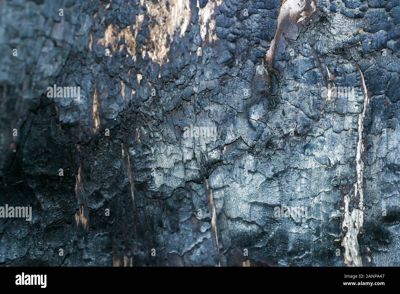 La texture de l'écorce des arbres calcinés. Arbre brûlé endommagé de l'incendie dans un bois de chauffage Banque D'Images