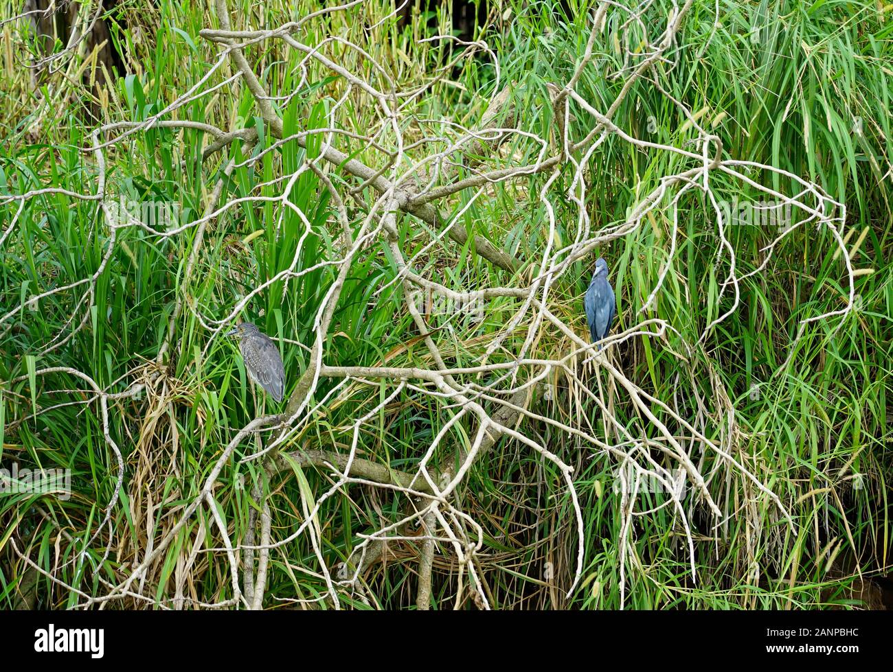 , De La Faune et des oiseaux les animaux le long de la rivière Herradura à Puntarenas, Costa Rica, Amérique Centrale, croisière pour touristes, Banque D'Images