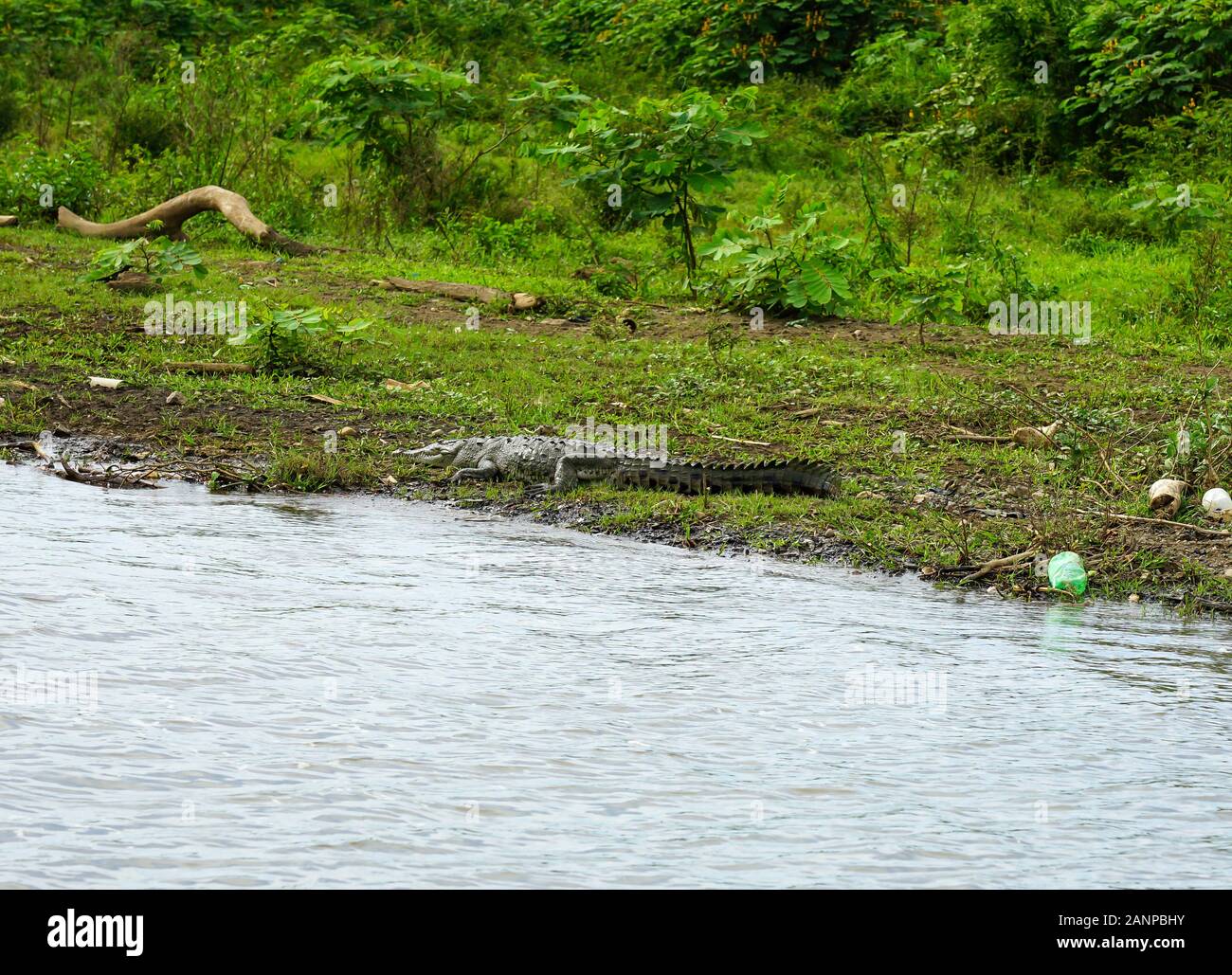 , De La Faune et des oiseaux les animaux le long de la rivière Herradura à Puntarenas, Costa Rica, Amérique Centrale, croisière pour touristes, Banque D'Images
