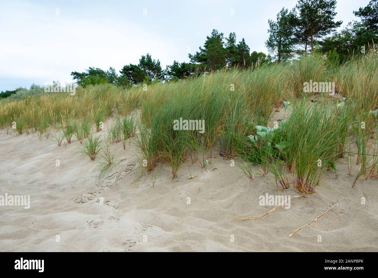 Une belle dune avec l'herbe des dunes à la mer Baltique à une forêt Banque D'Images