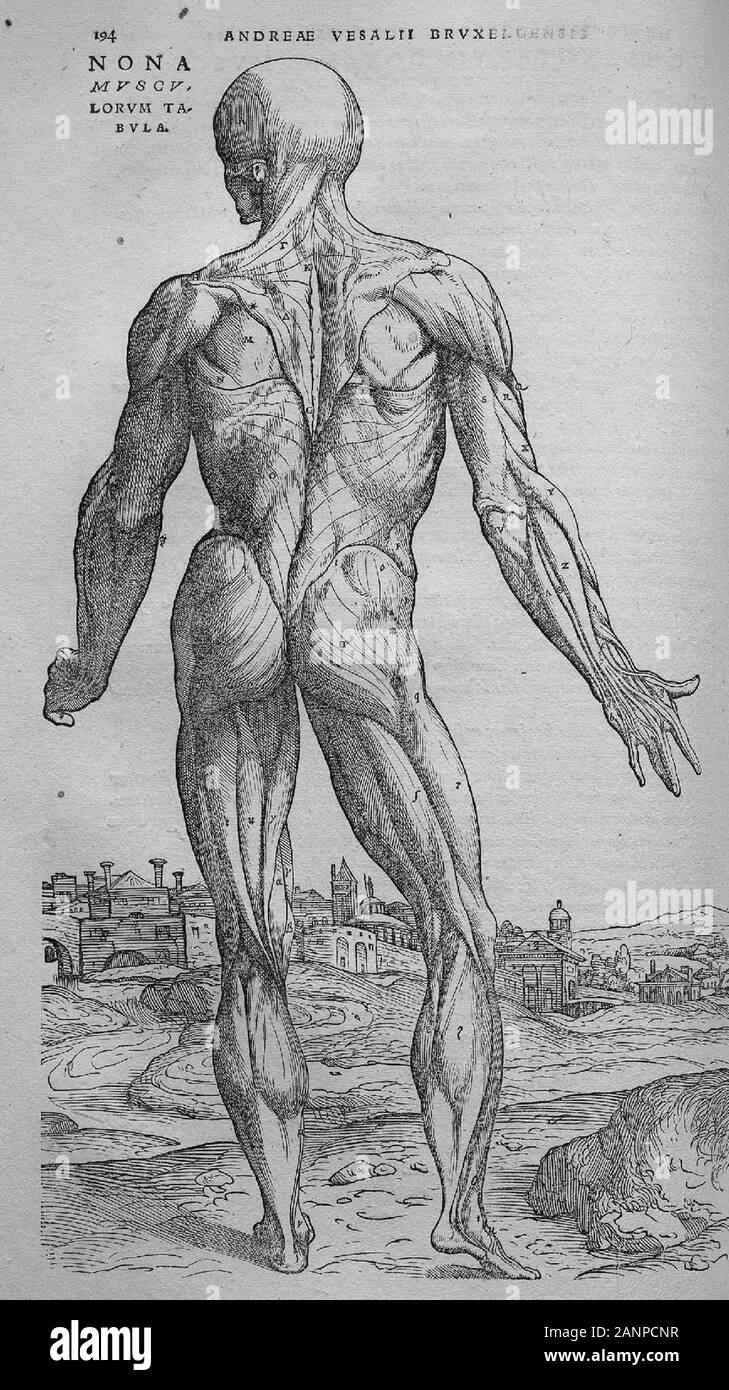 Illustrations de De humani corporis fabrica Libri Septem 'sur le tissu du corps humain en sept livres' par Andreas Vesalius. Livres sur l'anatomie humaine publié en 1543. Banque D'Images