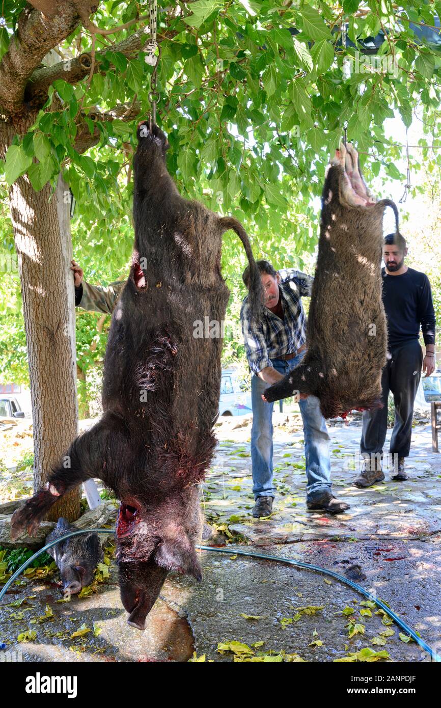 Le dépeçage des chasseurs de sanglier fraîchement tué dans un village entre Kalamata et Artemisia dans les montagnes Taygetos Poloponnese Sud, Grèce Banque D'Images