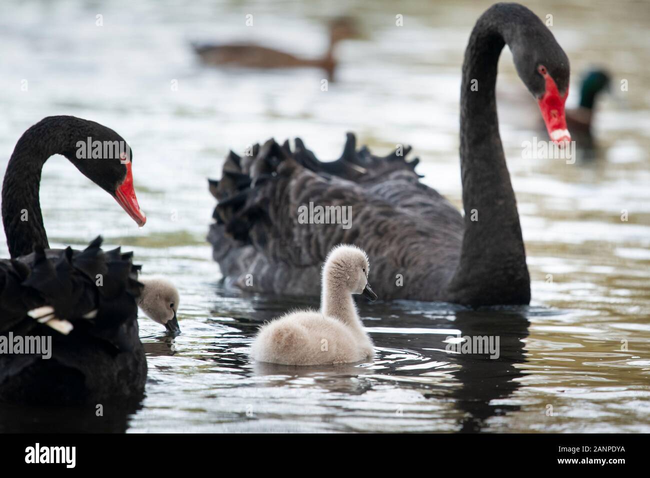 Les Cygnes Noirs Et De Moelleux Bebe Nager Dans Le Lac Des Cygnes Photo Stock Alamy
