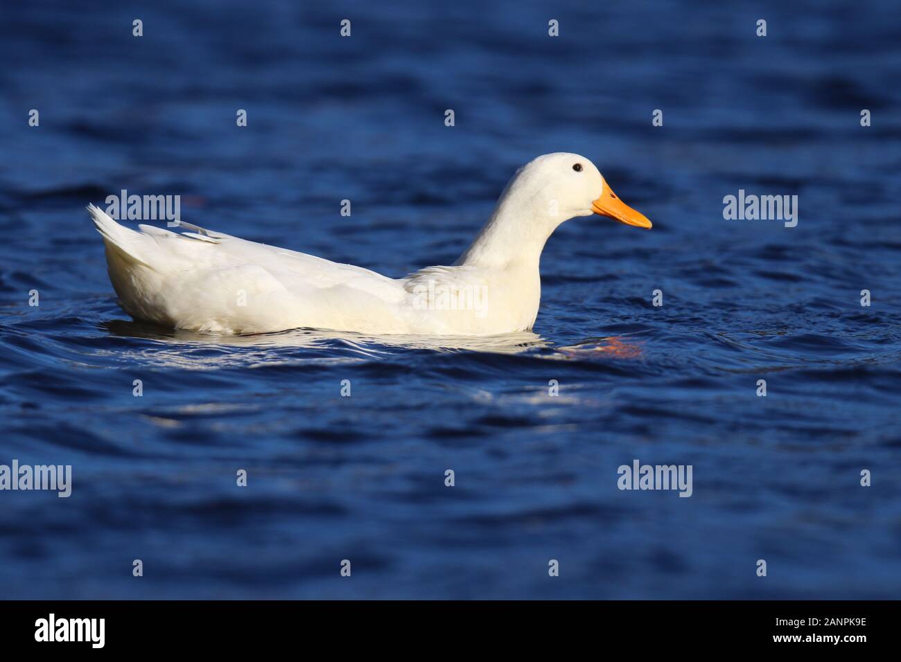 Un canard blanc sur un étang de natation en hiver Banque D'Images