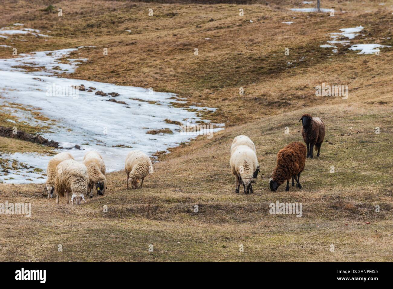 Des moutons paissant dans les montagnes à l'extérieur en hiver Banque D'Images