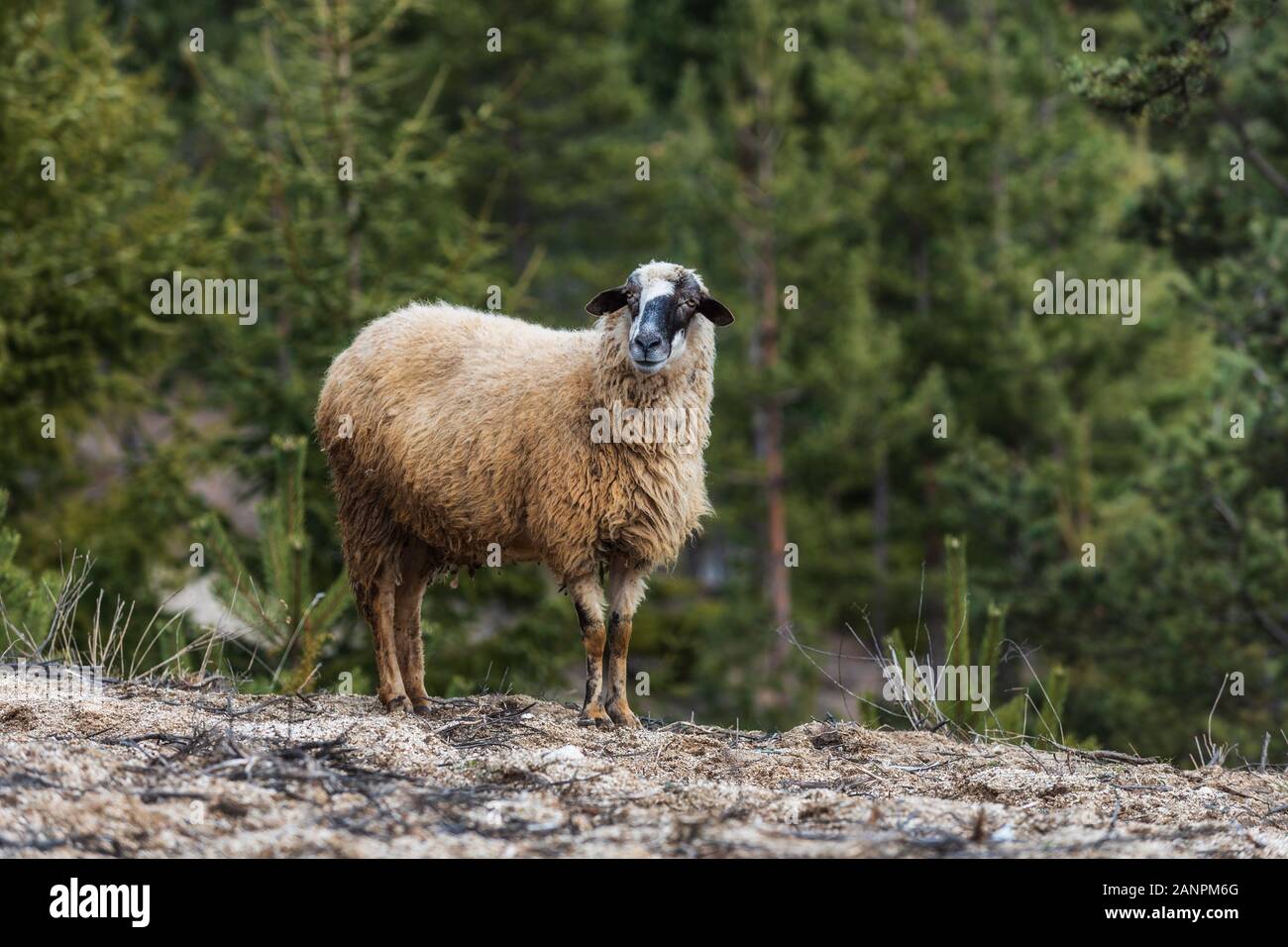 Des moutons paissant dans les montagnes à l'extérieur en hiver Banque D'Images