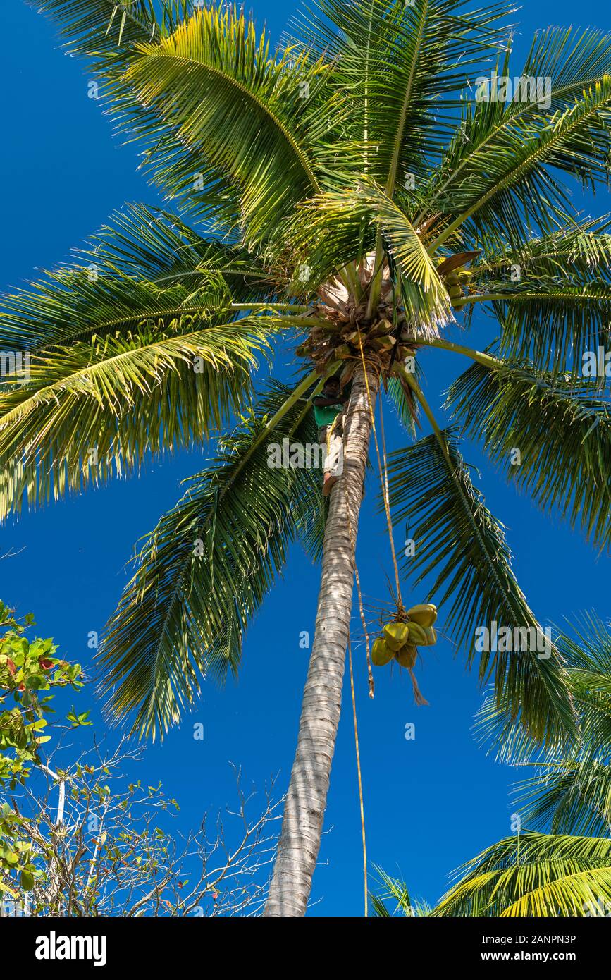 Le Be Live Marien Collection Resort de Puerto Plata, République dominicaine, Caraïbes. Banque D'Images