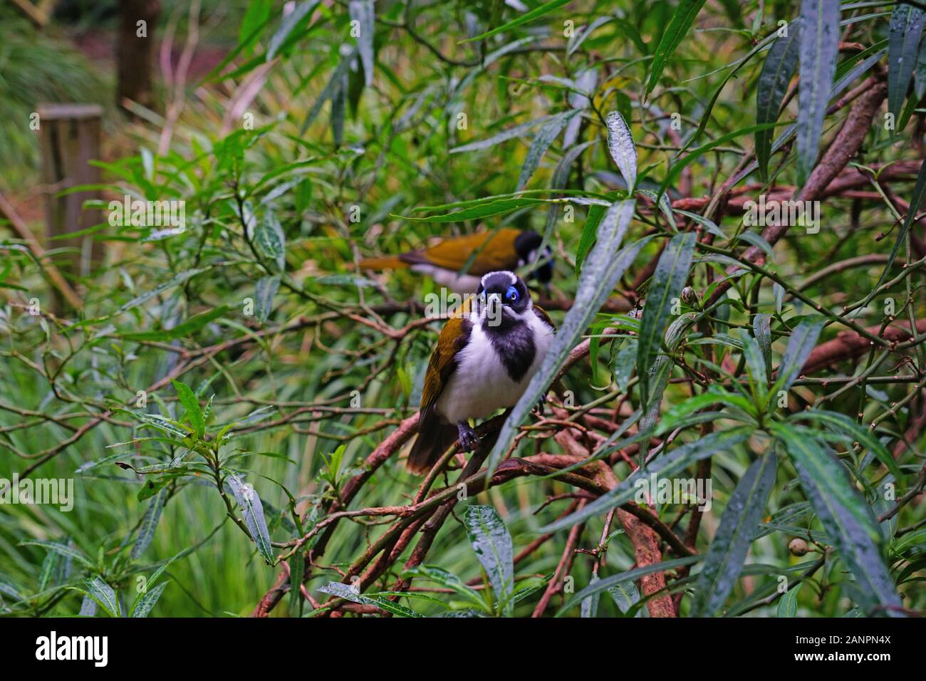 Vue d'un oiseau bleu méliphage à face (Entomyzon cyanotis) bananabird, aussi connu, Banque D'Images