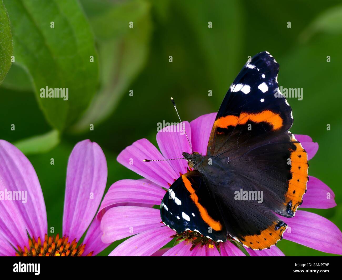 Le papillon de l'amiral rouge, précédemment Admirable rouge, (Vanessa atalanta) sur la fleur de coneflower pourpre (Echinacea purpurea), les ailes s'ouvrent Banque D'Images