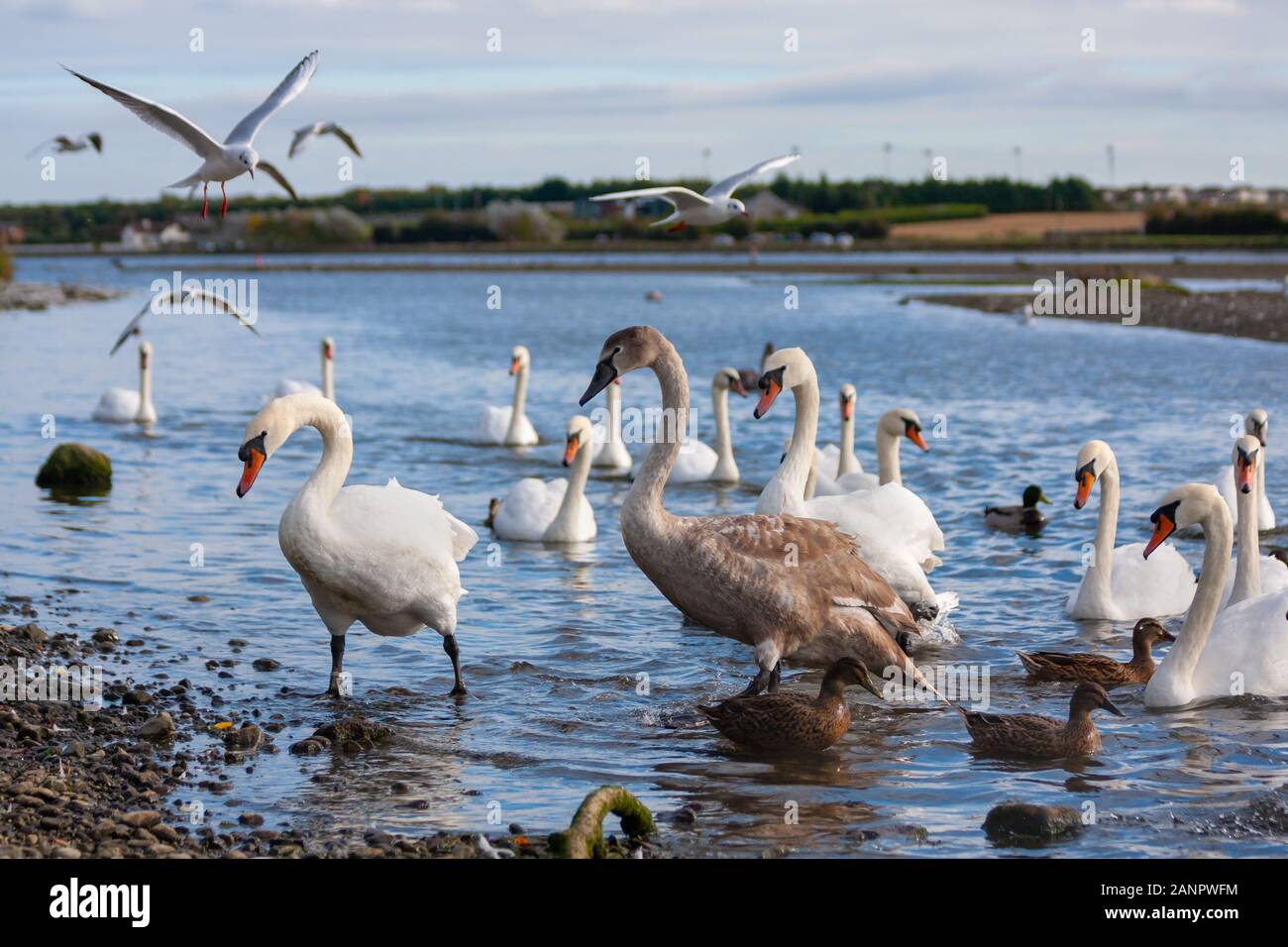 Muet les cygnes, Cygnus olor, au bord de l'eau dans l'estuaire et les goéles volant, Laridae. Bevy de cygnes muets blancs, avec des jeunes à plumes brunes, et des mouettes Banque D'Images