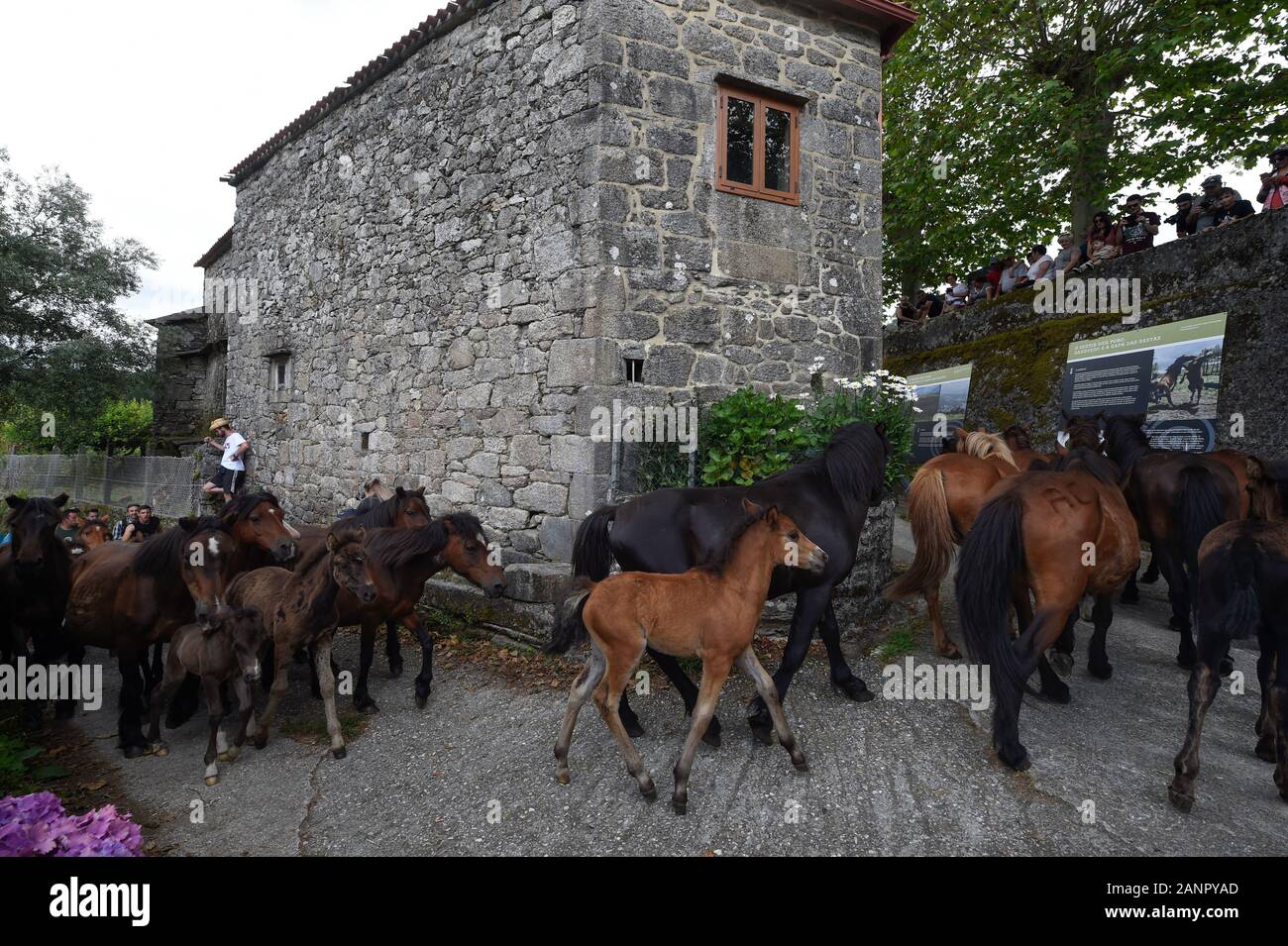 SABUCEDO, ESPAGNE - 6-7 juillet 2019 - La RAPA DAS BESTAS (Cisaillement des bêtes) 2019 tenue à Sabucedo Galice Espagne Banque D'Images