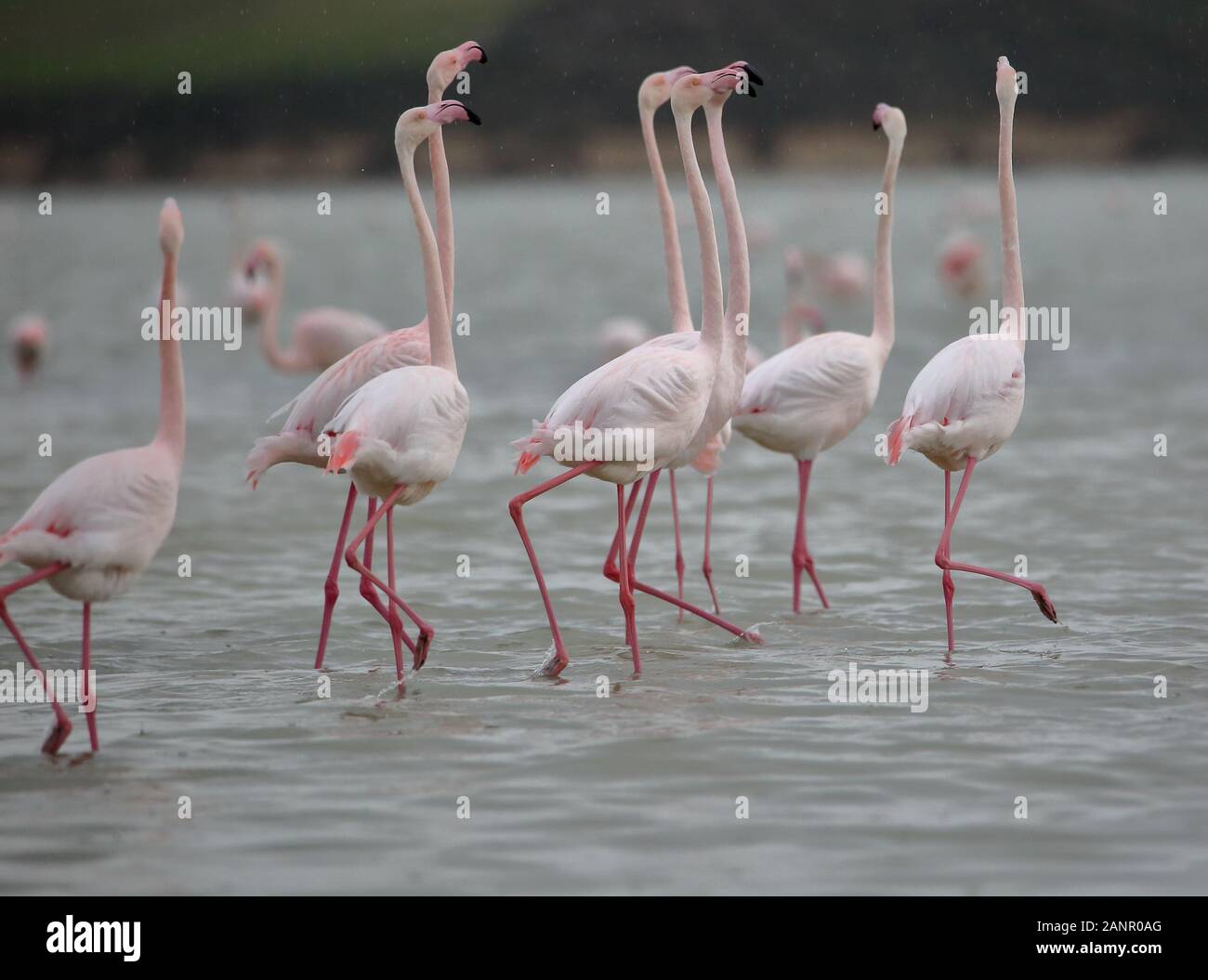 Groupe de flamants roses à pied dans les environs du lac salé de Larnaca, Chypre. Banque D'Images