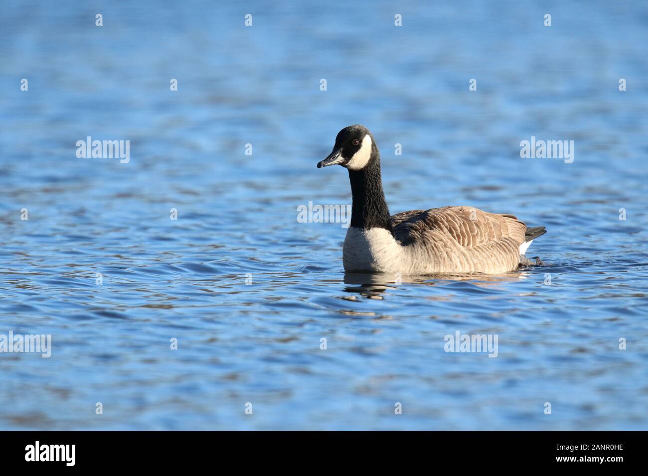 Une bernache du Canada Branta canadensis natation sur un lac bleu en hiver Banque D'Images