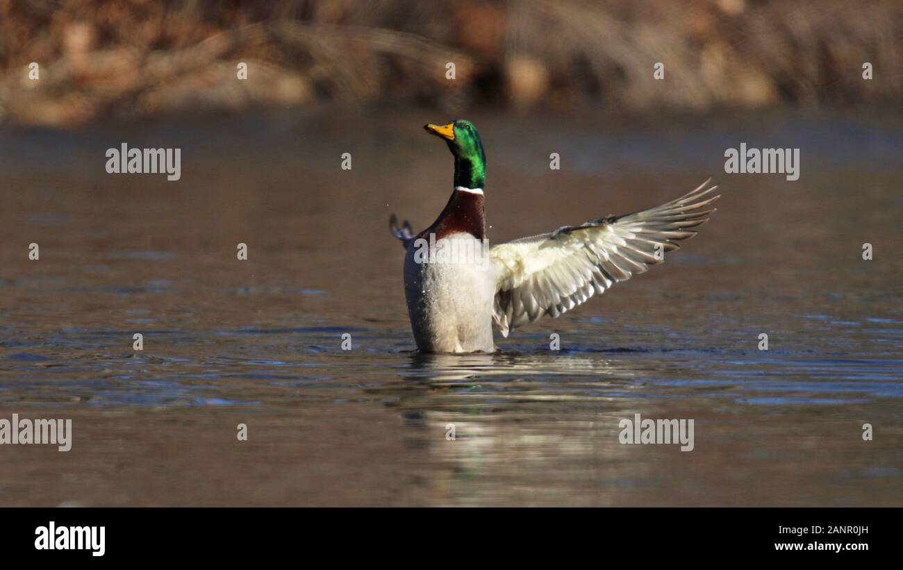 Un homme (drake) Canard colvert battre ses ailes sur un lac en hiver Banque D'Images