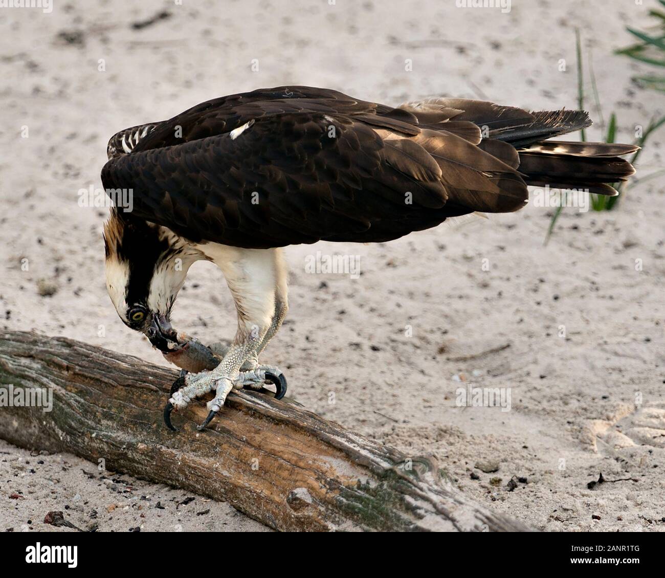 Image oiseaux balbuzard perché sur un journal avec un poisson, voir de plumes brunes plumage, serres dans son environnement et ses environs. Banque D'Images