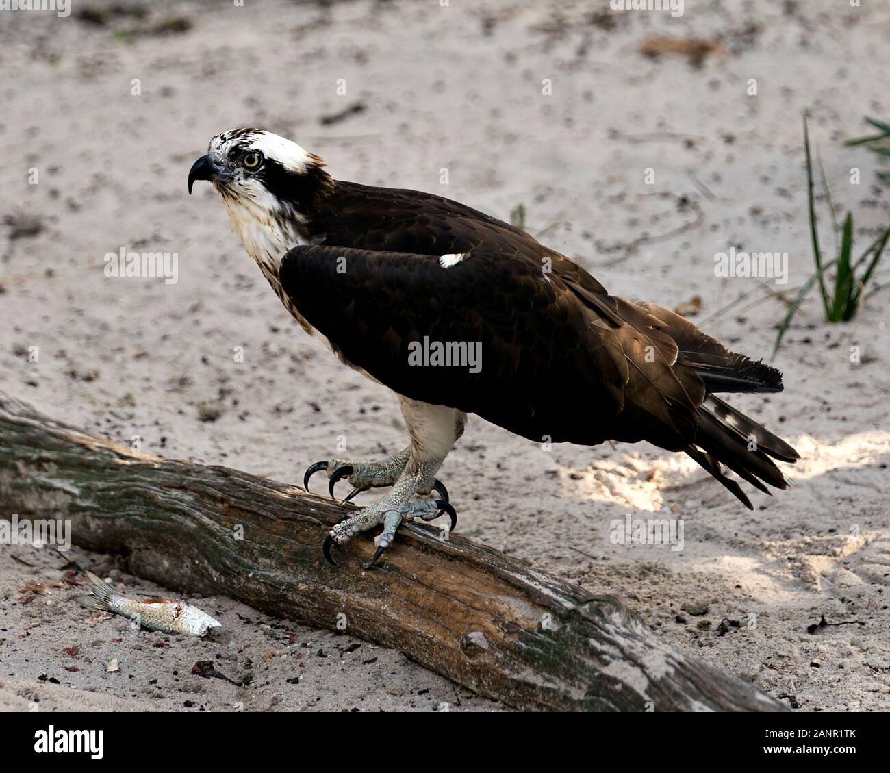 Image oiseaux balbuzard perché sur un journal, affichage de plumes brunes dans son environnement et ses environs. Banque D'Images
