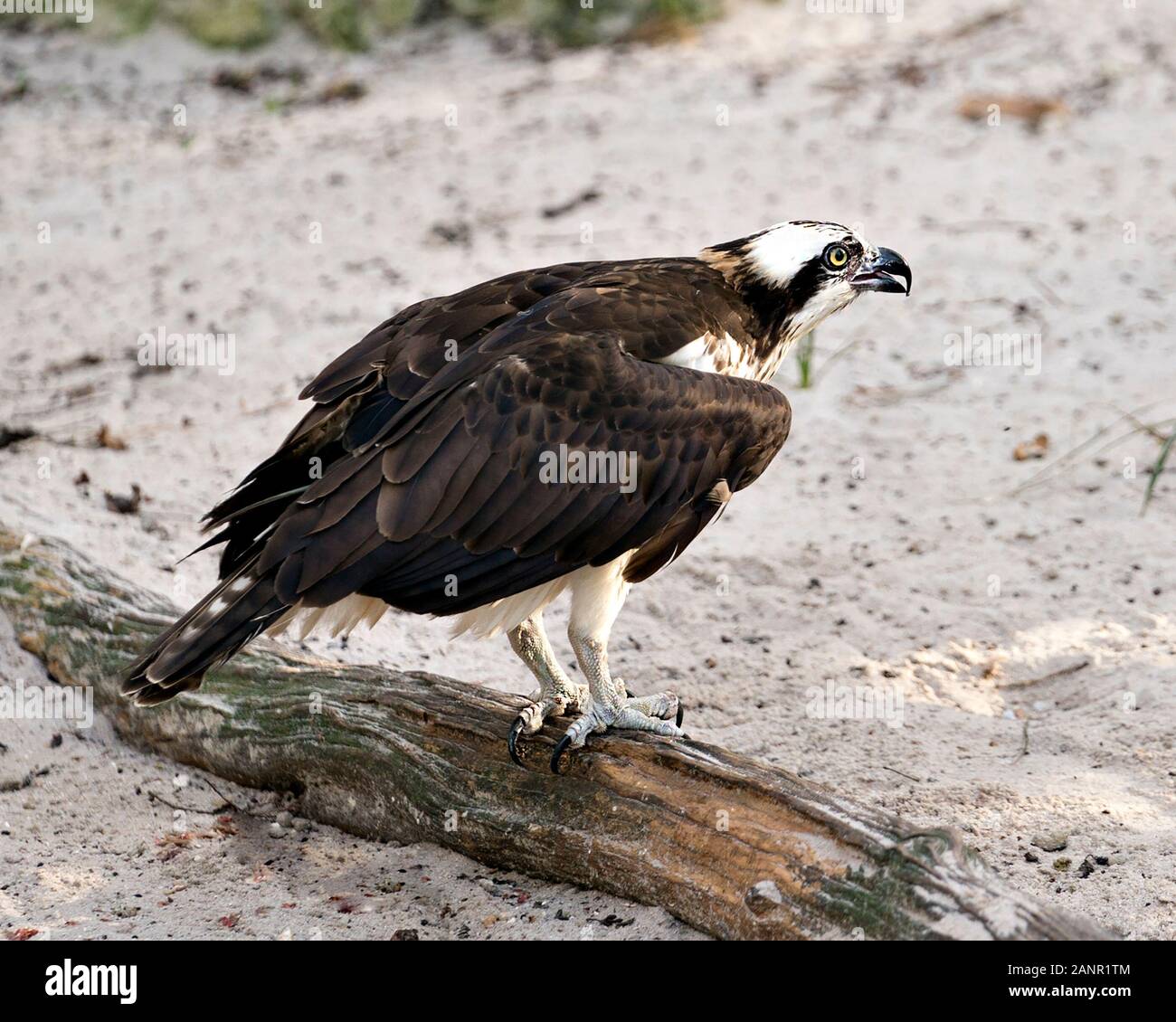 Image oiseaux balbuzard perché sur un journal, affichage de plumes brunes, les serres, le plumage duveteux, dans son environnement et ses environs. Banque D'Images